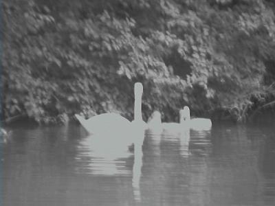 Photo-100 Bb cygnes.
