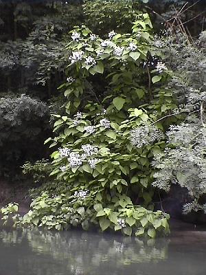 Photo-57 