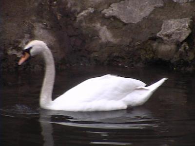 Photo-59 