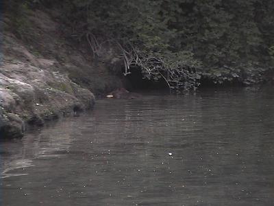Photo-78 