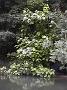 Photo-57 