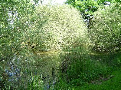 Photo-27 