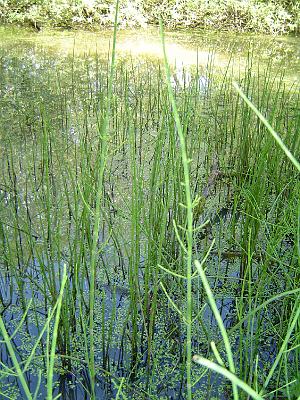 Photo-29 