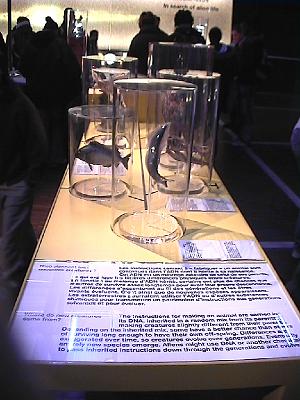 Photo-33 