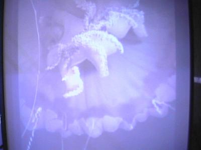Photo-46 