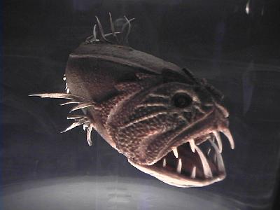 Photo-48 