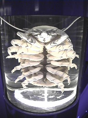 Photo-51 