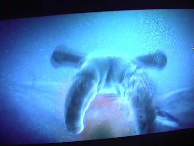 Photo-54 
