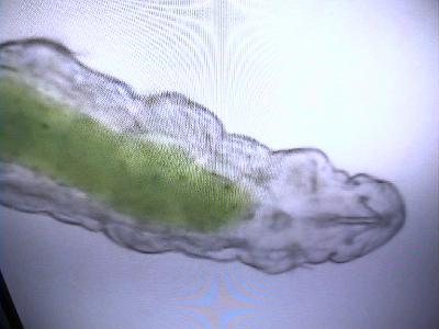Photo-58 
