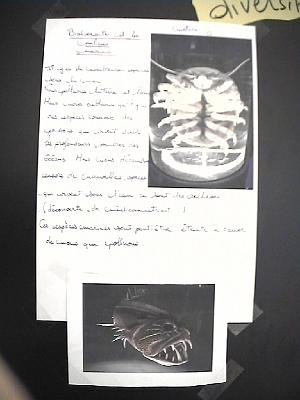 Photo-10 
