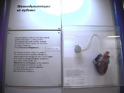 Photo-141 Le rythme cardiaque.