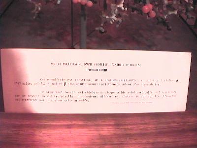 Photo-162 L'hmoglobine.