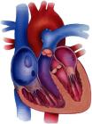 coeur