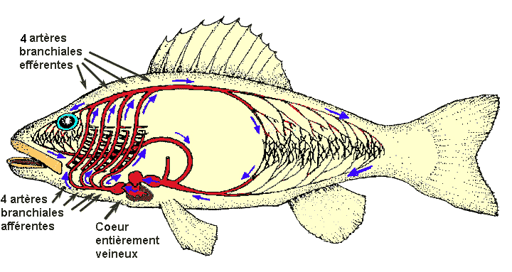 poisson