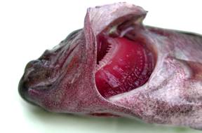 poisson