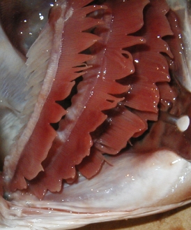 dissection