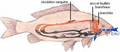 la respiration du poisson